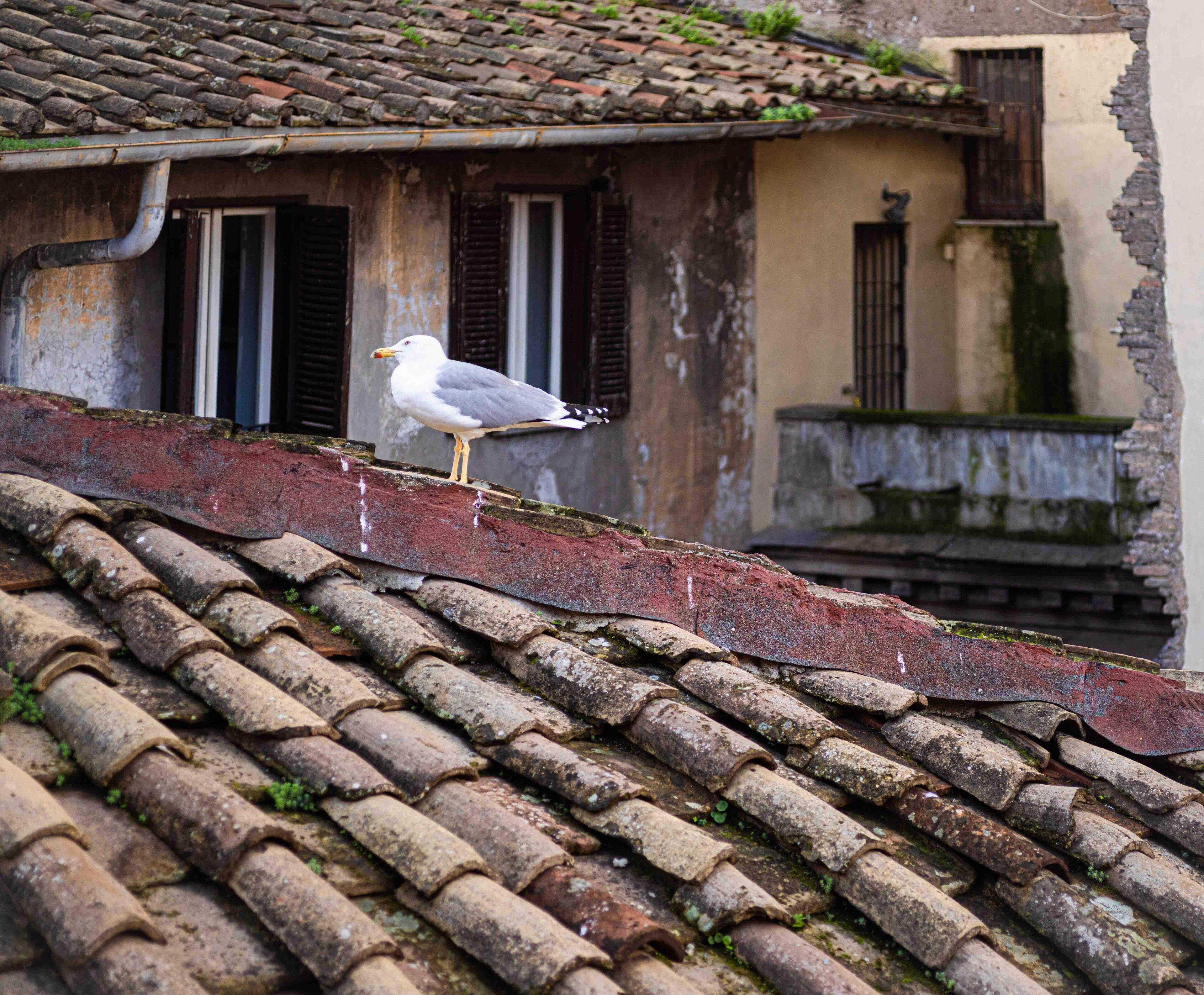 Casa De' Fiori — Foto 1